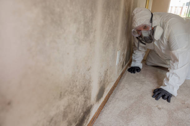 Best Mold Removal for HVAC Installations in USA